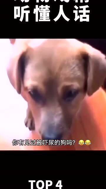 吓唬狗最新现象，探究特定时代背景下的行为现象